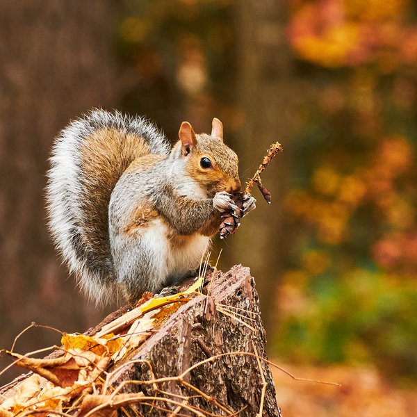 Animaladaptions getty.jpg