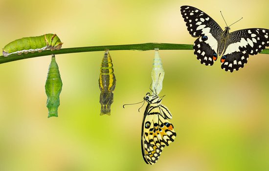 Image showing butterfly lifecycle