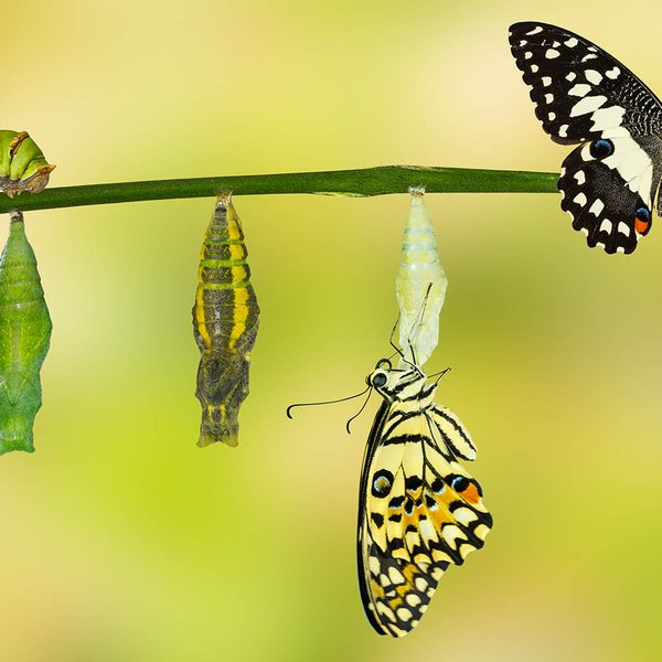 Image showing butterfly lifecycle