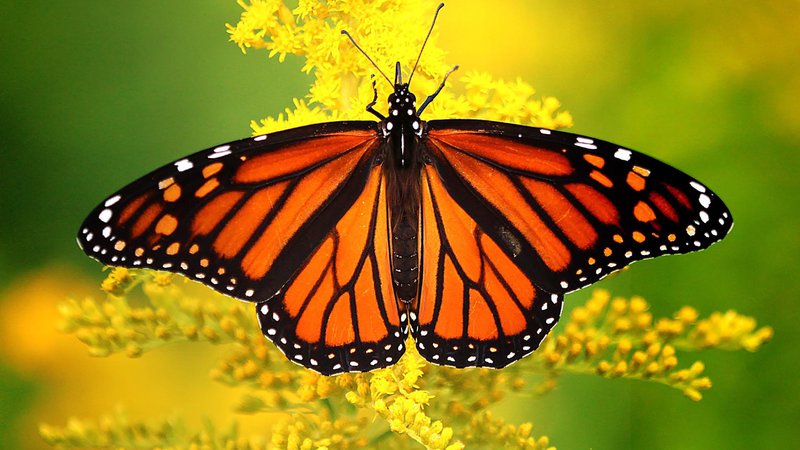 Butterflygarden Monarchs.jpeg