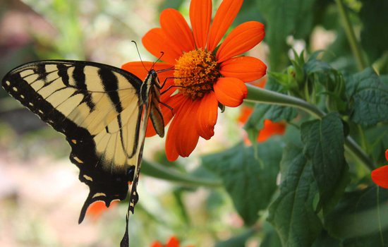 Butterfly that landed on a flower