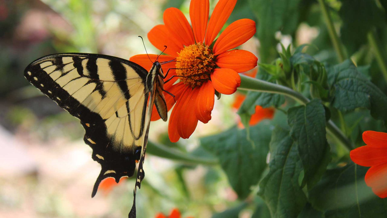 Butterfly that landed on a flower
