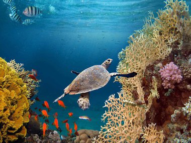 Expeditionreef getty.jpg