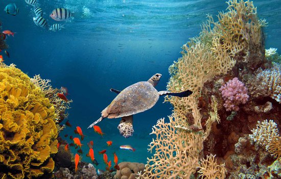 Expeditionreef getty.jpg