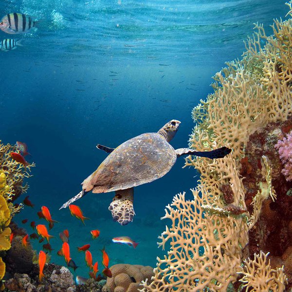 Expeditionreef getty.jpg