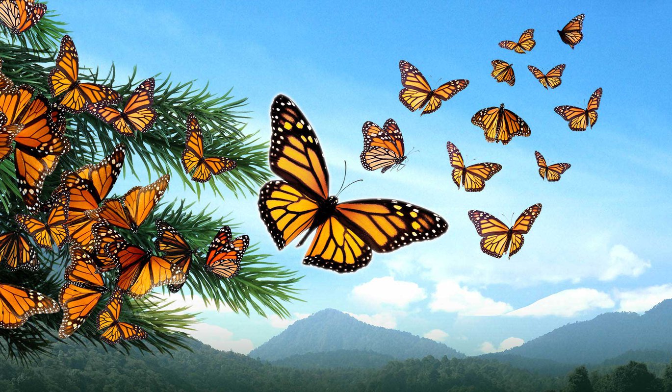 Flight of the Butterflies | Digital Dome Theater | Danville Science Center