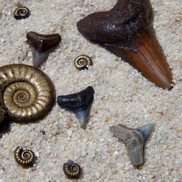 Fossilfinds getty.jpg