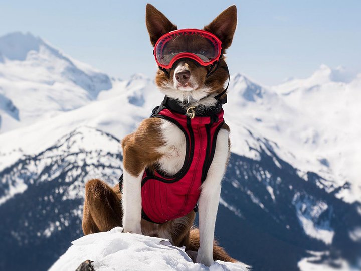 Image of a dog with snow goggles and a jacket on top of a snowcapped mountain from Superpower Dog