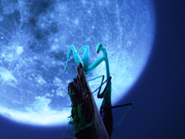 Photograph of a mantis with the moon in the background for the Digital Dome feature Bugs A Rainforest Adventure