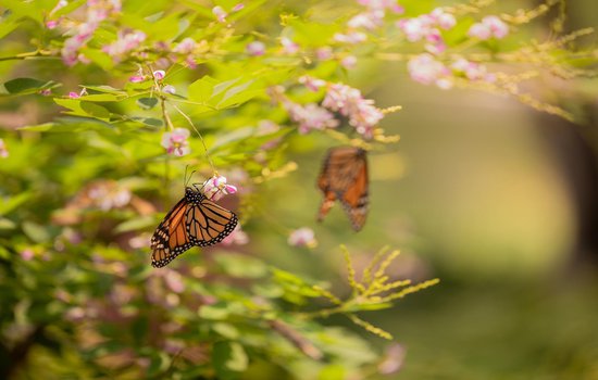 Monarch Butterfly in the Butterfly Garden.jpg