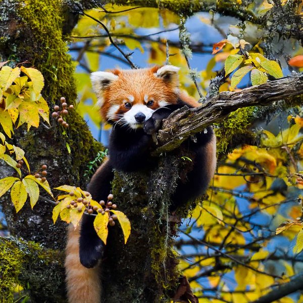 Red panda sits on a tree branch behind the yellow and green leaves