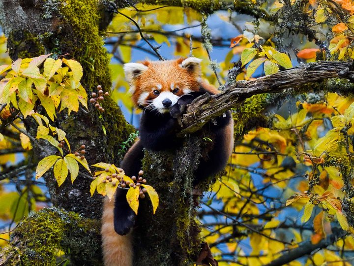 Red panda sits on a tree branch behind the yellow and green leaves