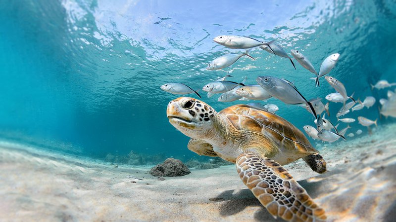 turtle1.jpg